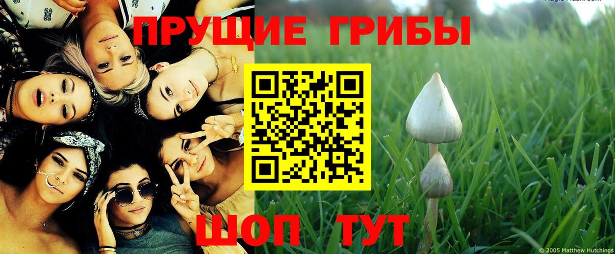 Псилоцибиновые грибы Cubensis  Вход с VPN  Кубинка 